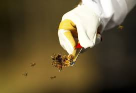 A Sperm Bank For Bees